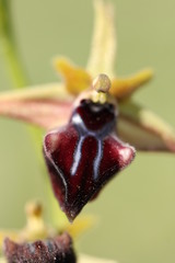 Ophrys mammosa