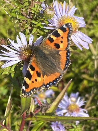 Small Tortoiseshell