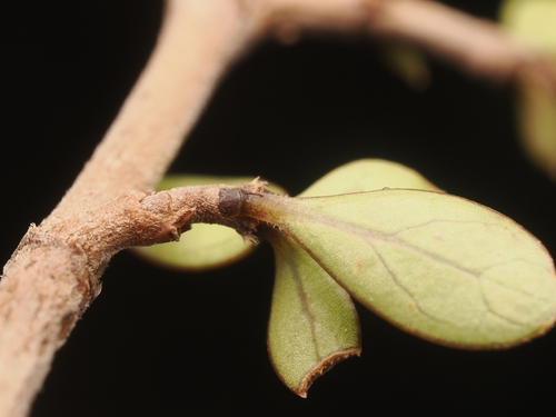 Coprosma dumosa, photograph 2