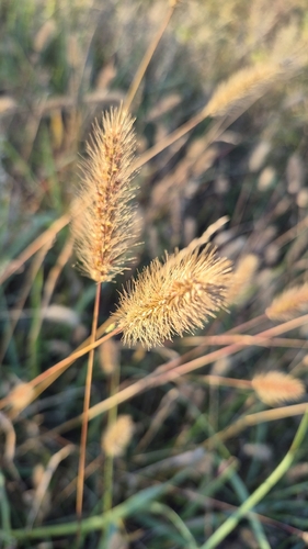 Green Bristle Grass