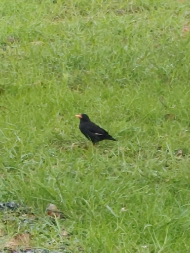 Great Myna