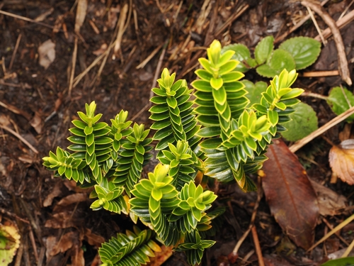 Veronica odora