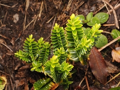 Veronica odora