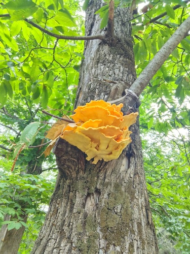 chicken of the woods
