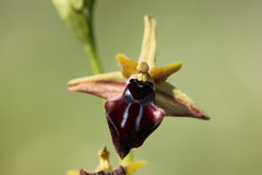 Ophrys mammosa