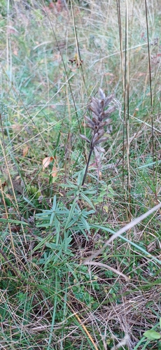 Dracocephalum ruyschiana, photograph 3