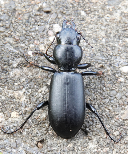 Broscus cephalotes