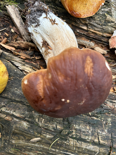 King Bolete