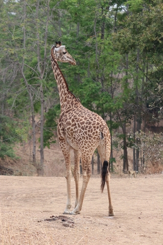 South African Giraffe