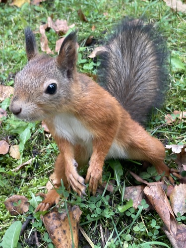 Eurasian Red Squirrel