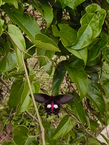 Malaysian Common Rose