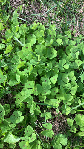 Spotted medick