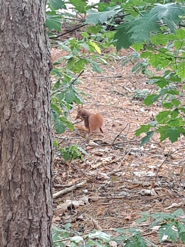Eurasian Red Squirrel