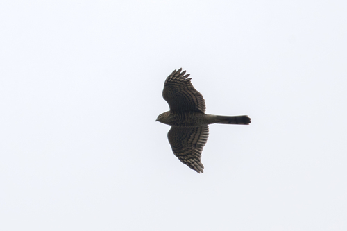 Eurasian Sparrowhawk