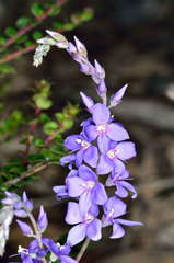 Veronica perfoliata