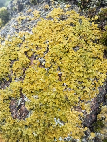 Common Sunburst Lichen
