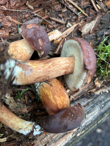 Bay Bolete