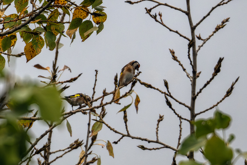 European Goldfinch