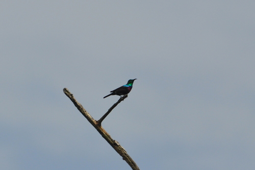 iNaturalist image