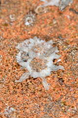 Chthonocephalus pseudevax