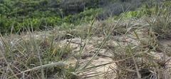 Spinifex sericeus, photograph (c) Andrew Thornhill, some rights reserved (CC BY)