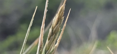 Spinifex sericeus, photograph (c) Andrew Thornhill, some rights reserved (CC BY)