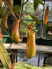 Nepenthes alata × ventricosa