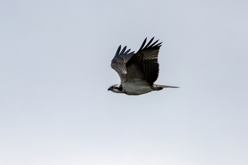 Eurasian Osprey