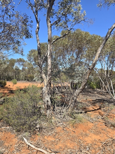 Eucalyptus intertexta observed 2026-09-22