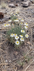 Erigeron vetensis