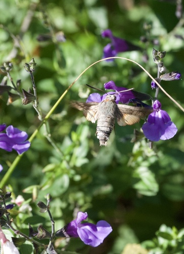 Eurasian Hummingbird Hawkmoth