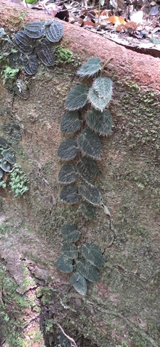 Shaggy Leaf Fig
