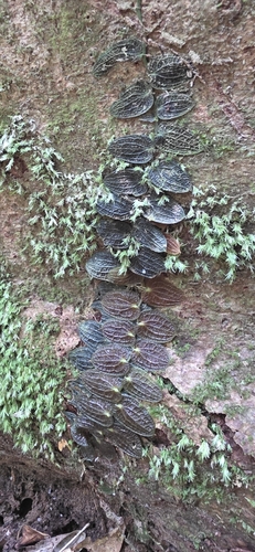 Pothos beccarianus