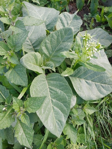 downy thorn-apple