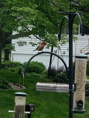 Haemorhous mexicanus