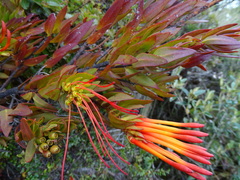 Tristerix longibracteatus