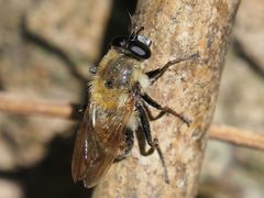 Criorhina floccosa