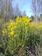 Barbarea vulgaris