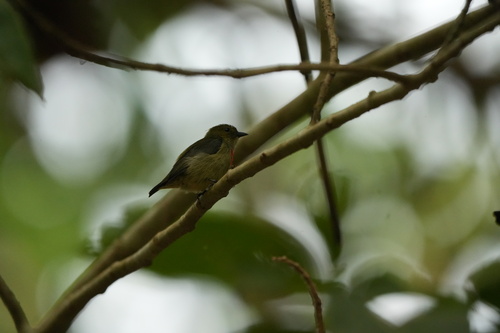 Dicaeum pectorale observed 2026-09-23