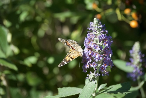 Painted Lady