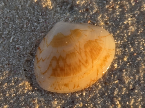 Gomphina undulosa observed 2026-09-23