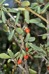 Lycium australe