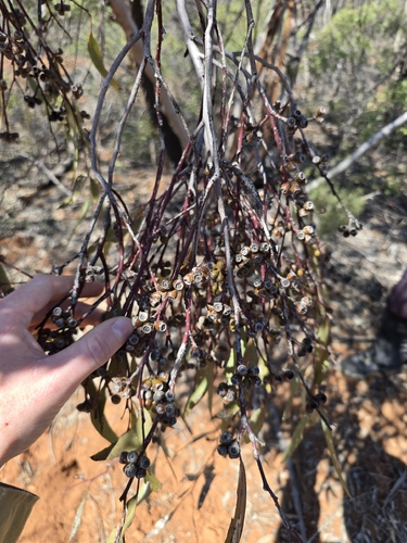 Eucalyptus dumosa observed 2026-09-22