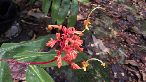 Globba atrosanguinea