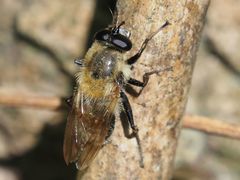 Criorhina floccosa