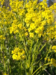 Barbarea vulgaris
