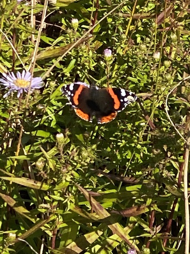 Red Admiral