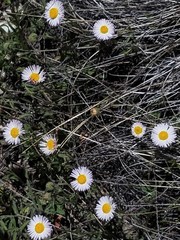 Erigeron tracyi