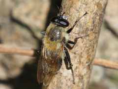 Criorhina floccosa
