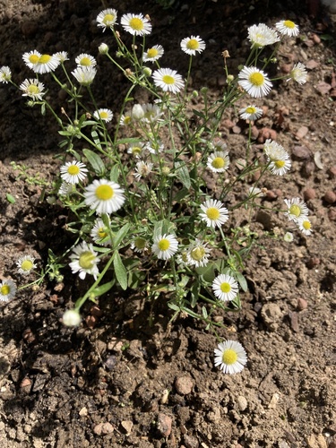 annual fleabane
